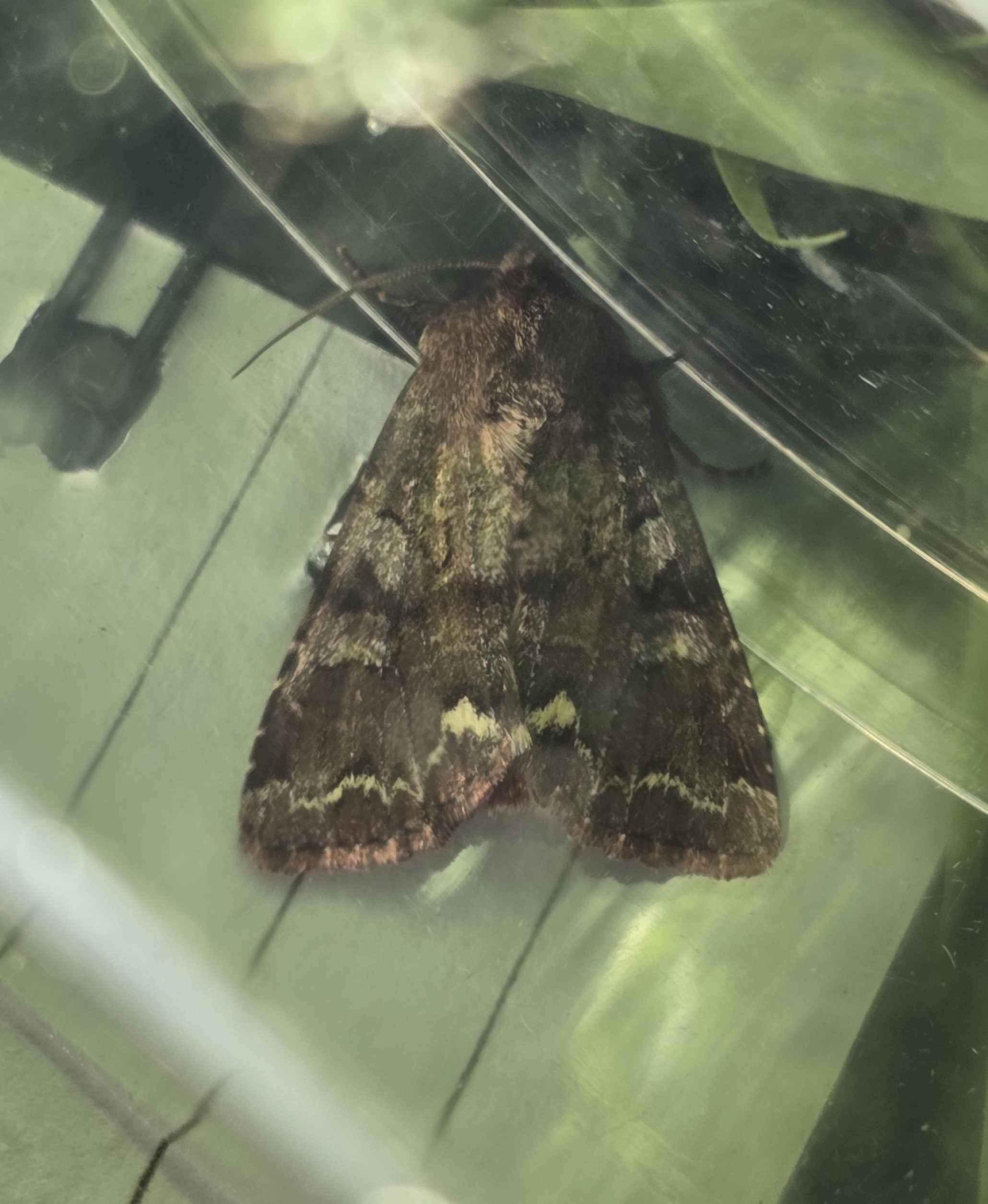 Photo of Broom Moth (Ceramica pisi)